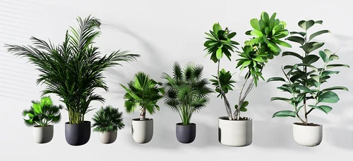 现代绿植盆栽