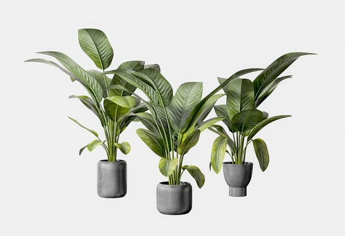 现代绿植盆栽