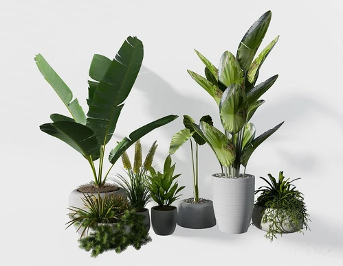 现代绿植盆栽