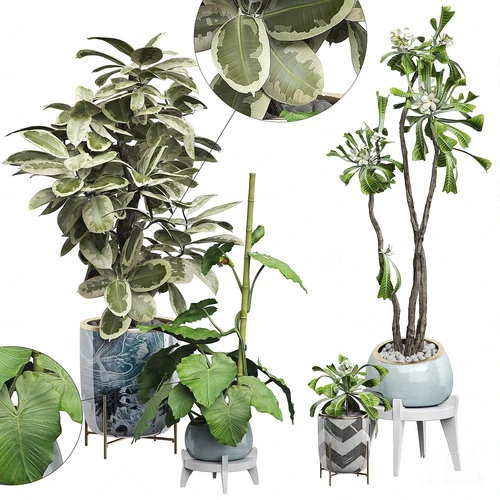 现代绿植盆景盆栽