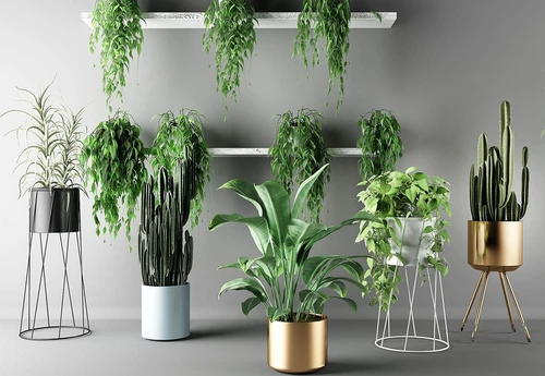 现代绿植盆栽