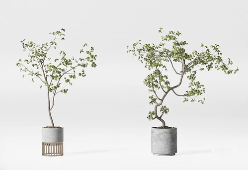 现代植物盆栽