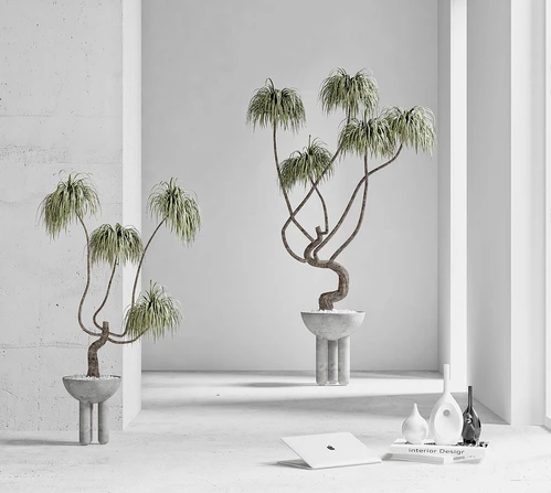 现代植物盆栽