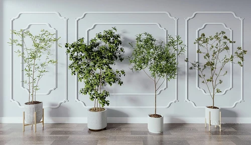 现代绿植盆栽