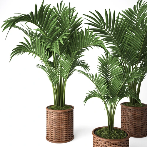 Palm植物盆栽