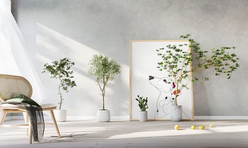 现代植物盆栽