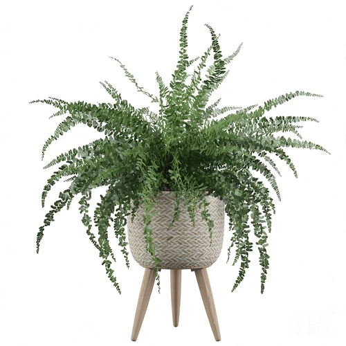 现代绿植盆栽