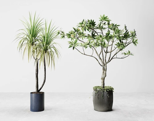 现代绿植盆栽