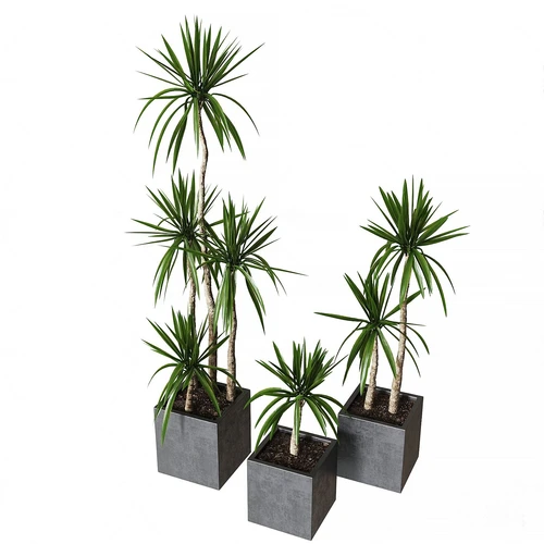 现代绿植盆栽
