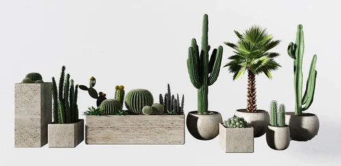 现代仙人掌绿植盆栽