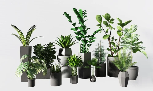 现代植物盆栽