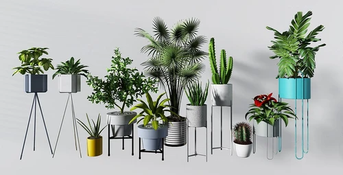 现代仙人掌绿植盆栽