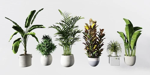 现代芭蕉绿植盆栽