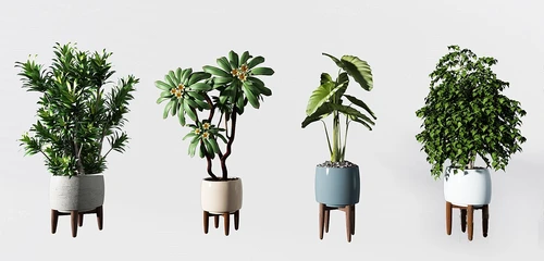 现代绿植盆栽