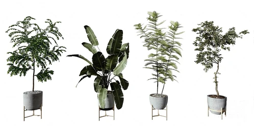 现代芭蕉植物盆栽