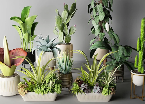 现代仙人掌植物盆栽