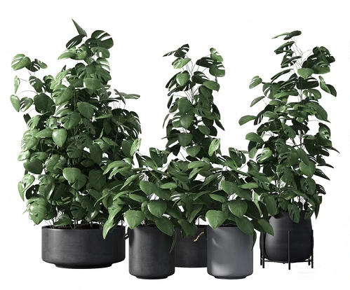 现代绿植盆栽