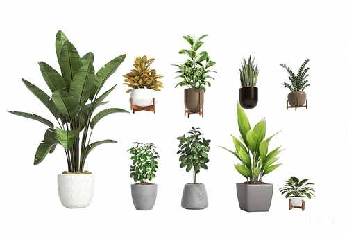 现代芭蕉植物盆栽