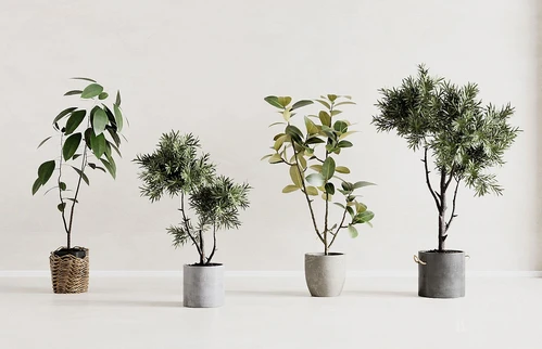 现代绿植盆栽
