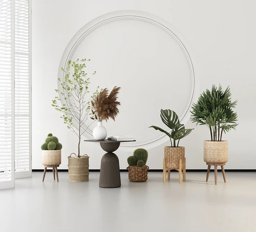 现代仙人掌植物盆栽