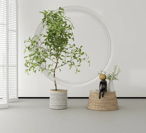 现代植物盆栽