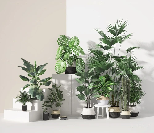 现代绿植盆栽