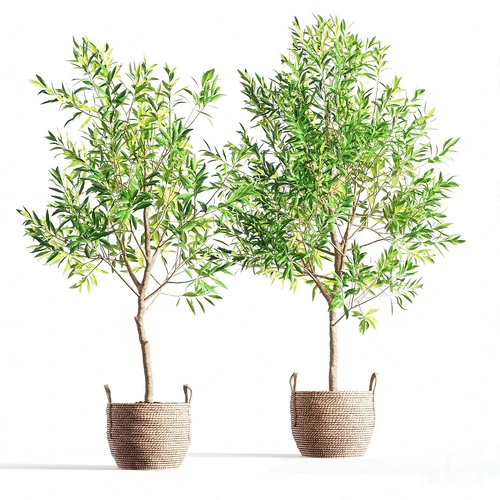 现代绿植盆栽
