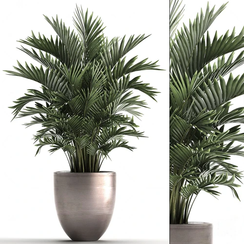 现代植物盆栽