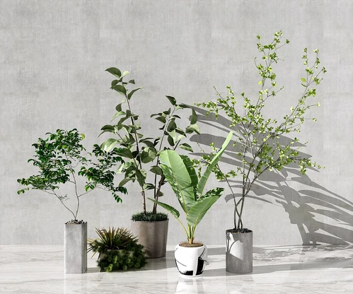现代芭蕉植物盆栽