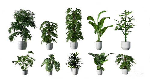 现代绿植盆栽