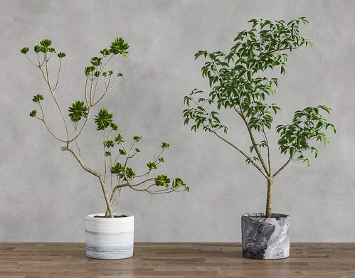 现代绿植盆栽