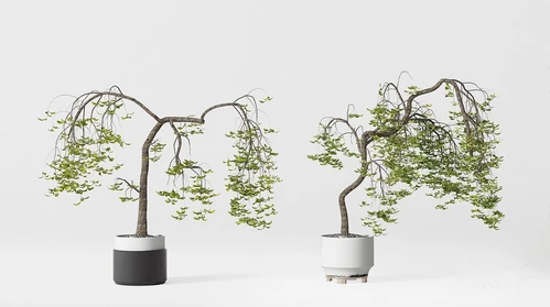 现代绿植盆栽