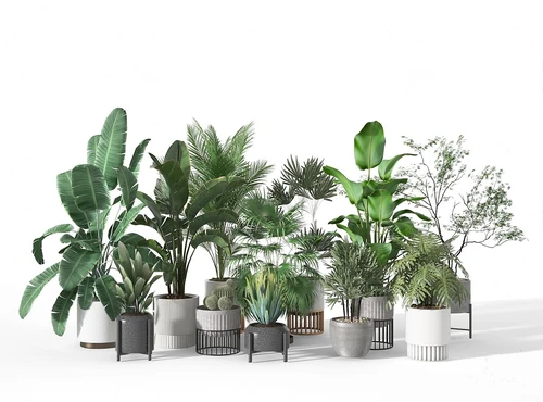 现代植物绿植盆栽