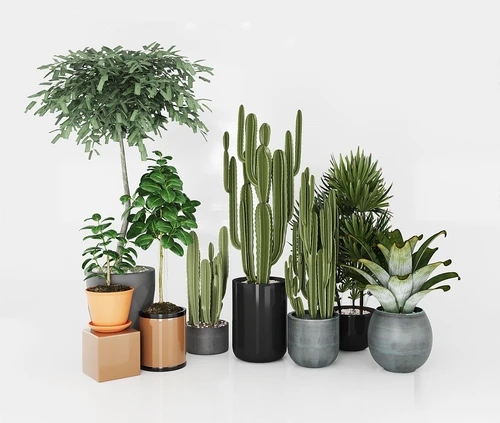 现代仙人掌绿植盆栽