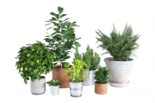 现代绿植盆栽