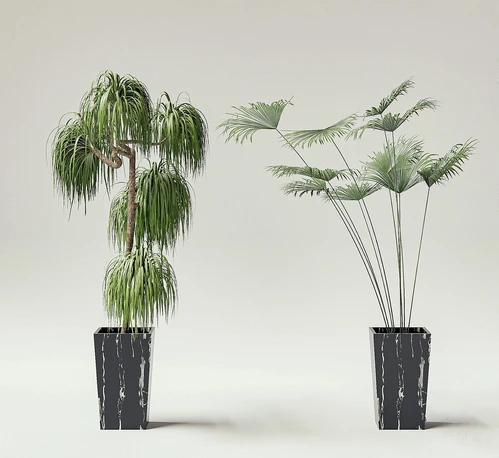 现代绿植盆栽