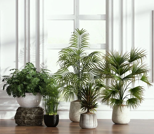 现代绿植盆栽