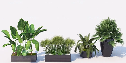 现代芭蕉植物盆栽