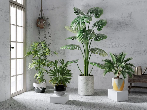 现代植物盆栽