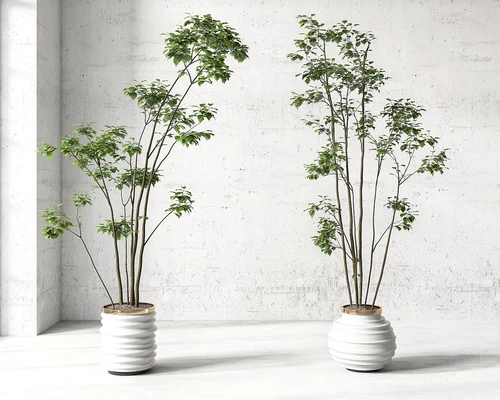 现代绿植盆栽