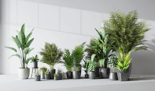 现代绿植盆栽