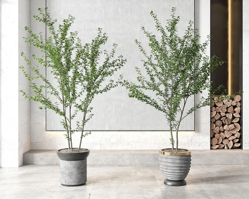 现代植物盆栽