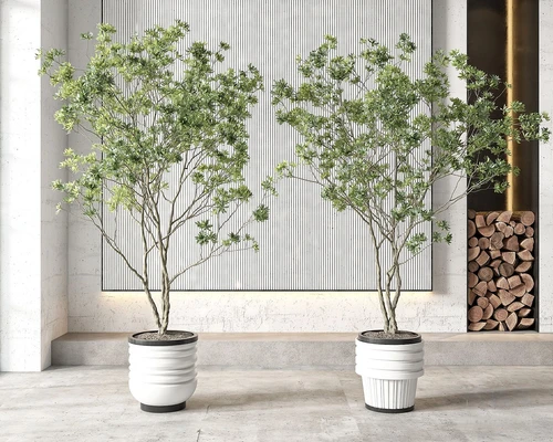 现代植物盆栽