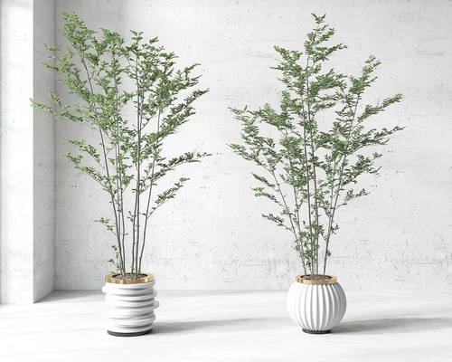 现代绿植盆栽