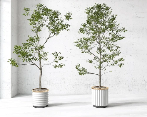 现代绿植盆栽