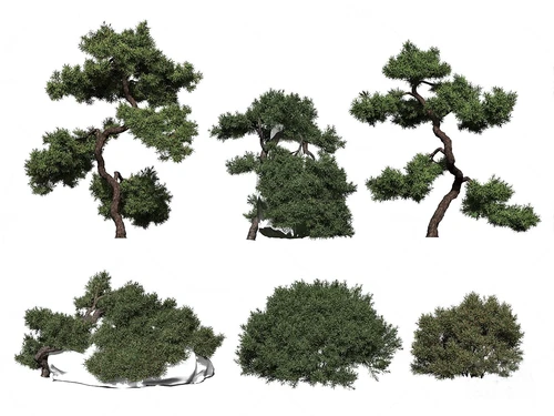 现代景观树松树
