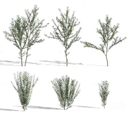 现代木槿花树