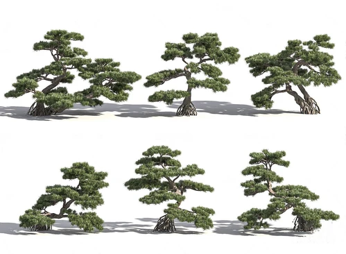 现代罗汉松景观树