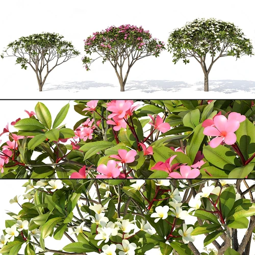 现代鸡蛋花树