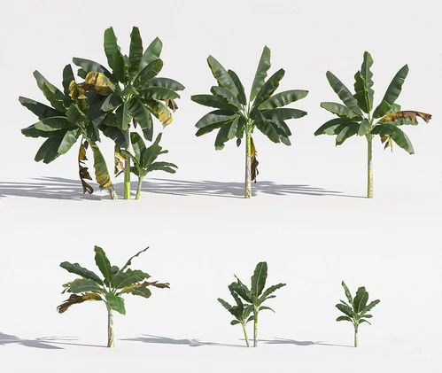 现代香蕉树